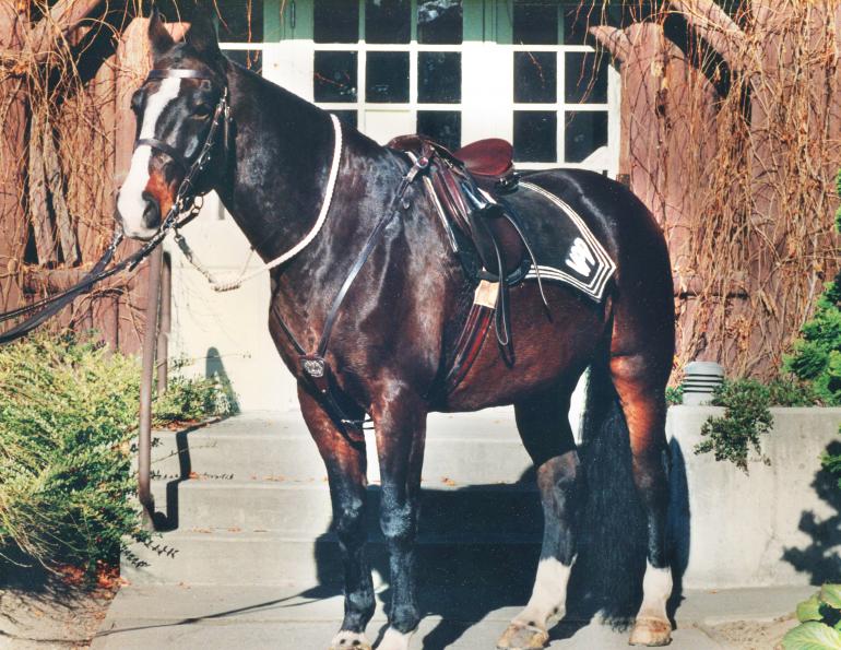 Pico - Vancouver Police Department Mounted Unit