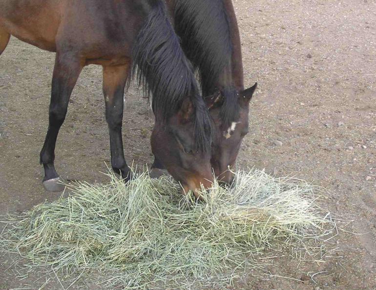 how to treat equine colonic ulcers, clinical signs of equine colonic ulcers, identifying colonic ulcers in horses