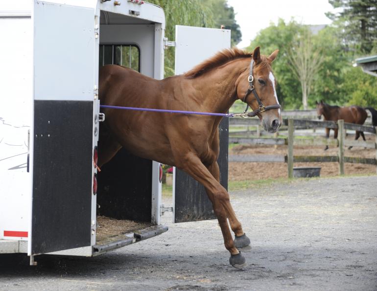  training jonathan field, natural horsemanship, trailer loading, load a horse trailer