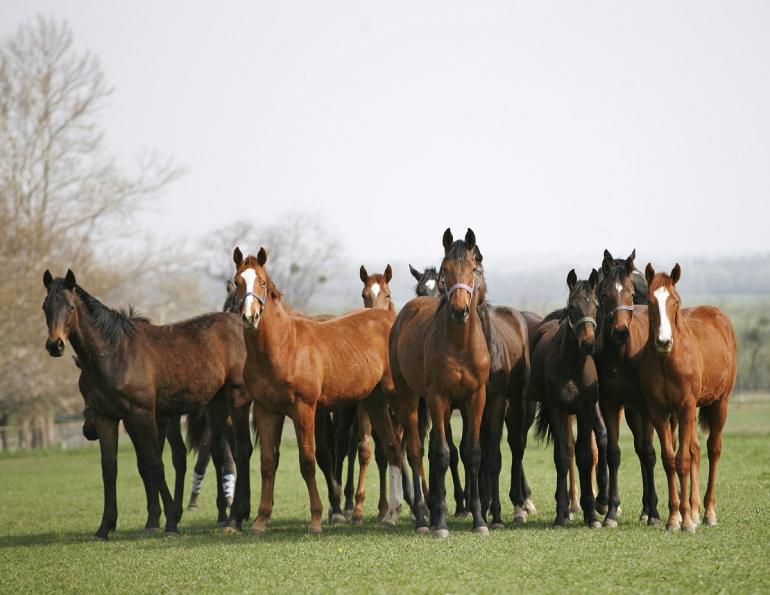 ocd horses, joint problems horses, osteochondritis horses, equine osteochondritis lesions