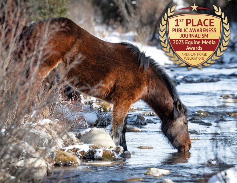 canada's wild horses, sable island horses, bronson forest wild horses, alberta rocky mountain wild horses, canada's feral horses, wild horses of alberta society, whoas, bc wild horse act, bc range act, friends of the nemaiah valley