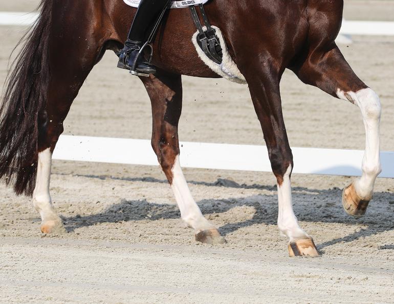 counter canter horse, cantering your horse, how to canter horse, how to prepare show ring, correcting horse's lead, how to keep my horse straight, lindsay grice