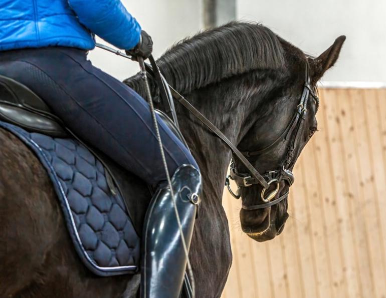 tania millen, shannon lee dueck, amanda self, nrha contact rules, dressage FEI contact rules, Federation Equestre Internationale, megan lane caravella, steffen peters