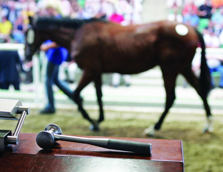 Understanding horse auctions, what to look for at horse auctions, best practices for horse buyers at auction, how to maximize sale at horse auction, things to consider when buying at horse auction 