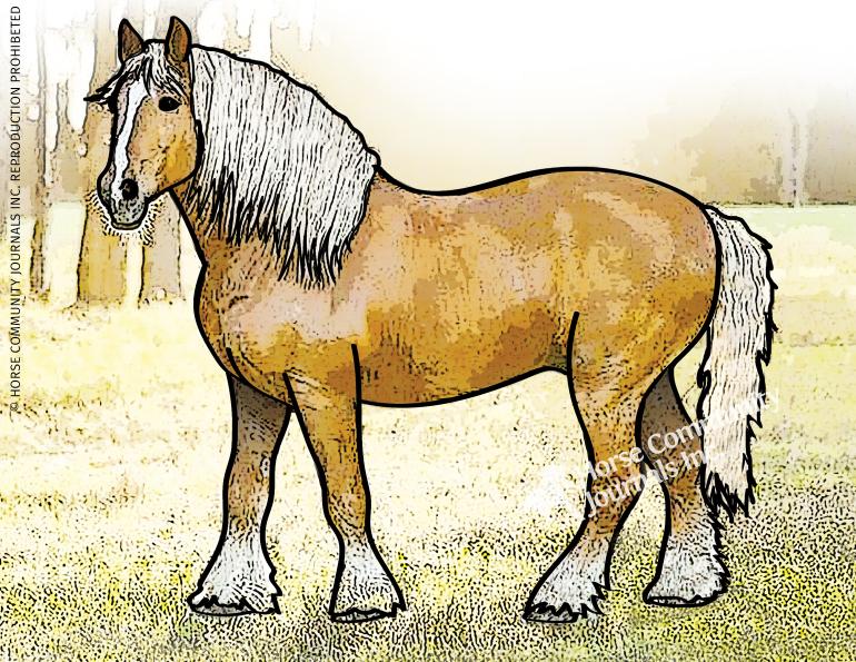 logging horses, horses rescuing horses, horse farm hazards, betty baxter, horse stories, horse history