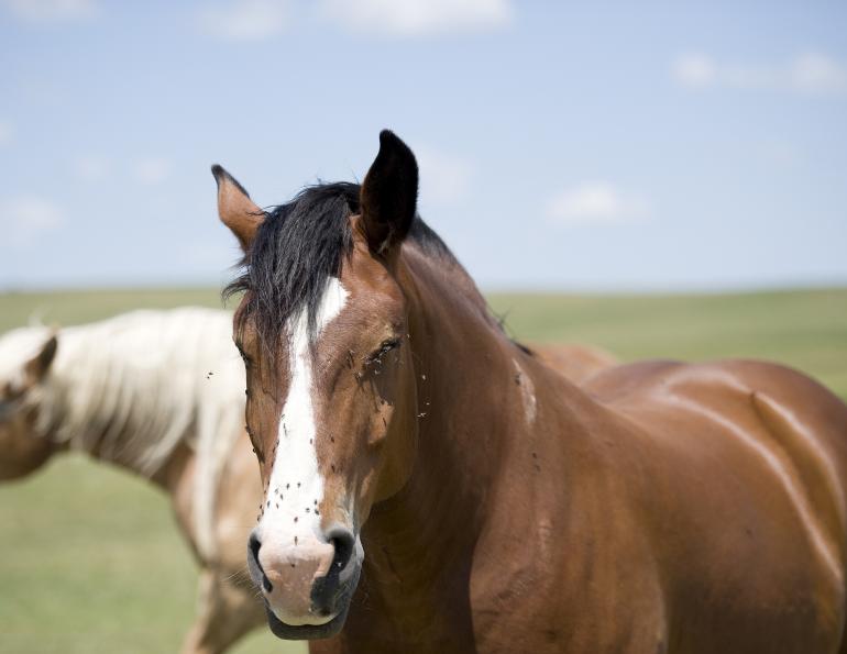 flies that bother horses, keeping flies off horse, flies on horse eyes, diseases flies equine, fly masks
