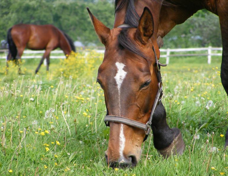 equine worm control, worm-eating fungus in horses fights worms, what is Anthelmintic resistance?, what is Duddingtonia flagrans? 