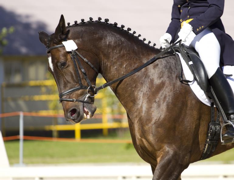 nosebands for horses, how to put on a horse noseband, is an equine noseband acceptable?, ises equine