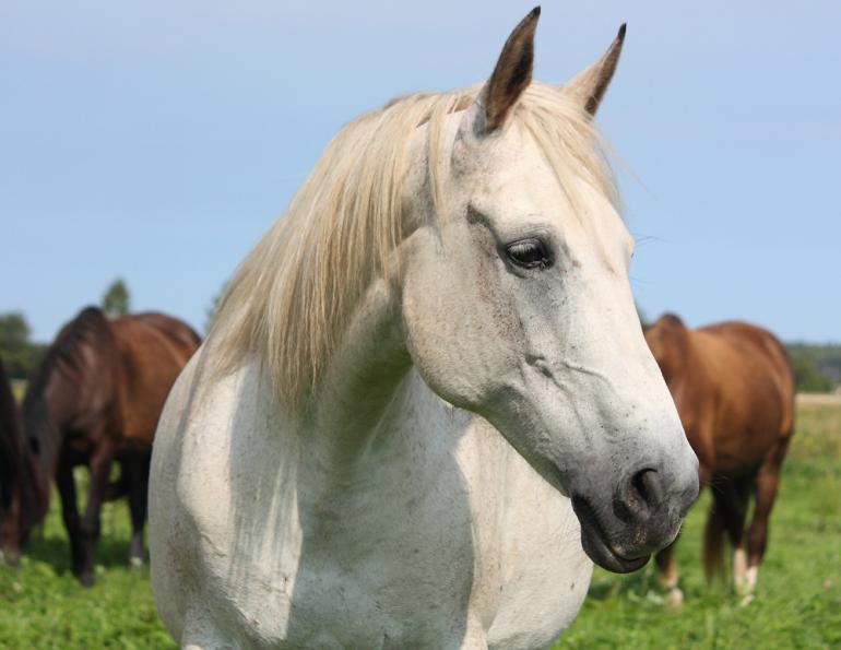 horse welfare, equitation science, code of practice for care and handling of equines, five freedoms of animal welfare, equine guelph