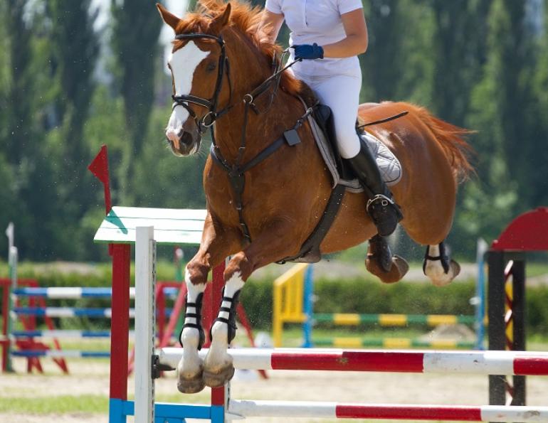 Spirulina  for horse, horse spirulina, horse supplements, horse powerfoods, equien immune, herbs for horses, wendy pearson