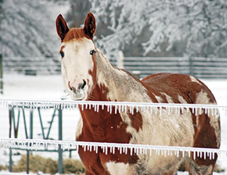 How To blanket horse,  blanketing domestic horses, blanket equine,  Lynda M. Vanden Elzen, clipped horse wearing blanket, keeping horses warm in cold weather, winter horse coat, Horse needs, proper blanketing horses, winter care horses