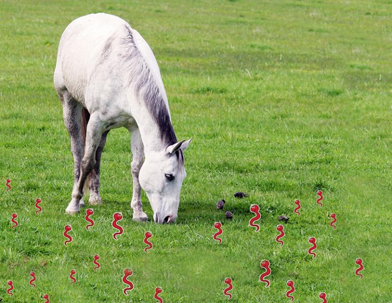 managing resistant horse parasites, donna foulk, horse parasite control, Small strongyle larvae, horse manure, horse parasites, horse care, Parasite Control Program, horse deworming