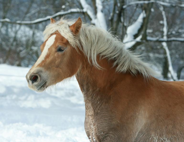 equine eye cancer research milestone, equine eye loss, horse eye loss, squamous cell carcinoma, equine eye, Dr. Rebecca Bellone, University of California Davis equine eye cancer research , Haflingers, DDB2 binds DNA damaged by ultraviolet light,  equine DNA, equine eye tumour, horse eye tumour, methionine, threonine