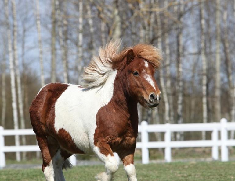 Shetland Pony Allergies, Insect bite hypersensitivity, ponies allergies