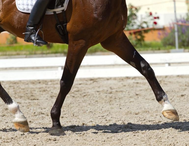 Equine Lameness, western college of veterinary medicine, wcvm, horse lameness, game ready, equine ultrasound, equine heel pain