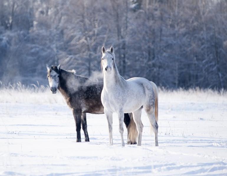 Dr. Tania Cubitt, Key Factors  Feeding Horses Winter, horse down-time, drinking water temperature horses, horse, horse water intake, horse fibre, equine water consumption, chronic equine weight loss,  equine water consumption winter months, equine water consumption pregnant maresn, foal nutrition