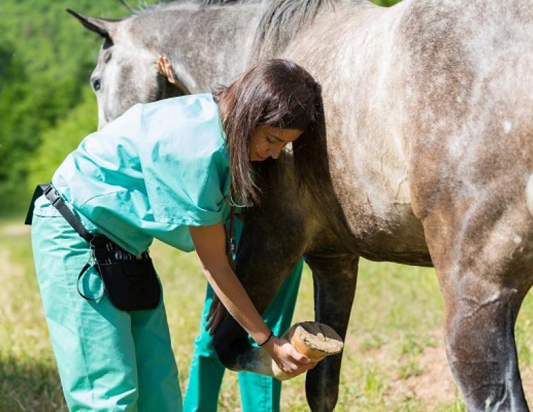 Equine Lameness Evaluation, Dr. Crystal Lee, equine disorder, horse lameness, examining horse, horse flexion test