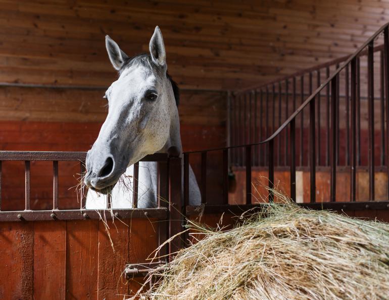 Horses heaves equine guelph study heaves Humans asthma horses