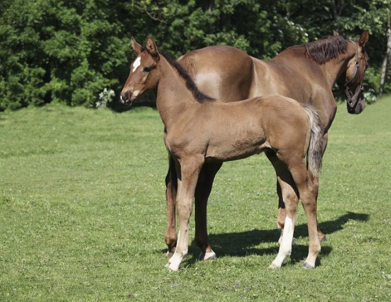 equine semen, cooled horse semen, frozen horse semen, fresh horse semen, juan samper, equine breeding, horse breeding