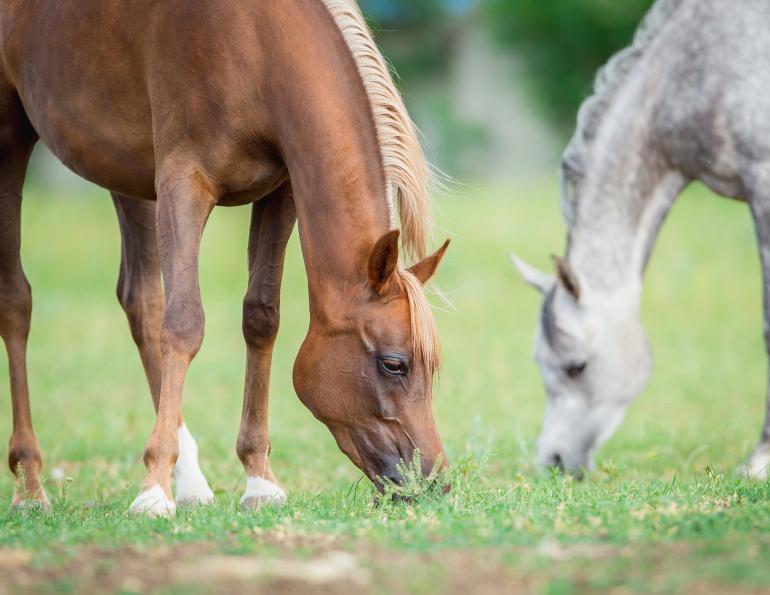 Ted Moore, renovating Horse Pasture, horse pasture Renovation, identifying horse pasture weeds, seeding horse pasture, No-Till Seeding horse pasture, Post-Seeding Management horse pasture, horse pasture management