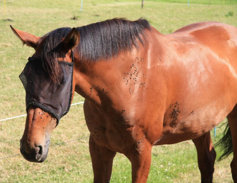 Fly Control for Horse, fly control for barn, horse deworming, horse vaccinations, fly mask horse, sticky traps, fly repellent
