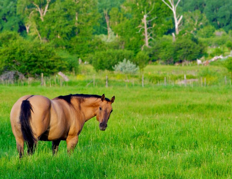 insulin resistant horse, horse diabetes, equine laminitis, horse laminitis, herbs for horses, dr wendy pearson, herbs laminitis