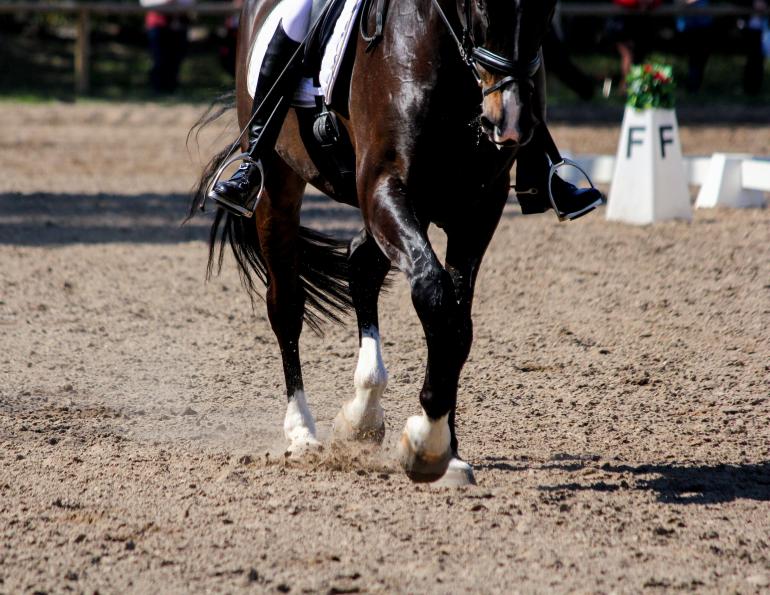 horse allergies, equine asthma, latex allergies in horses, does latex bother horses, morris animal foundation, royal agricultural university