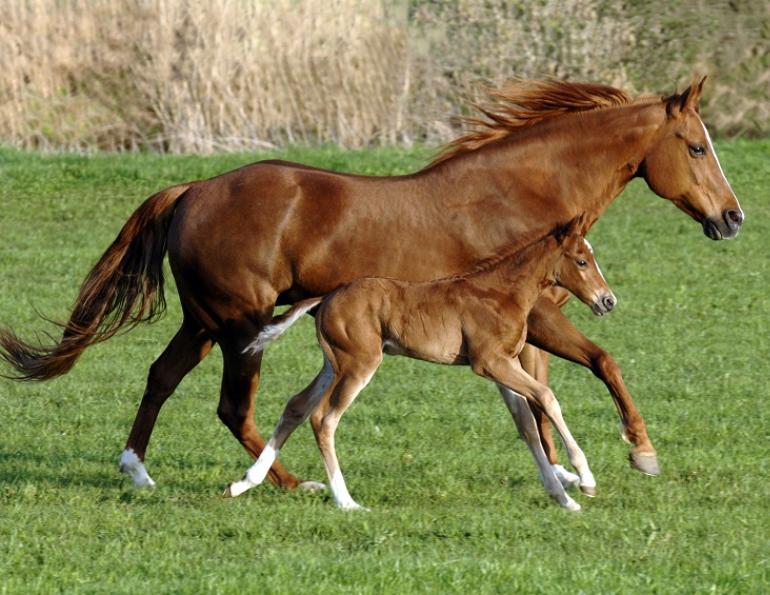 netf, equine disease, horse disease, aginnovation ontario, university of guelph, newborn foal disease, equine eneritis disease, foal eneritis