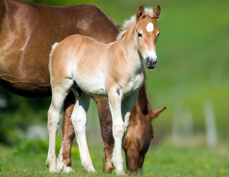 hcbc online store, can-am chilliwack bc, horse council bc membership renewals