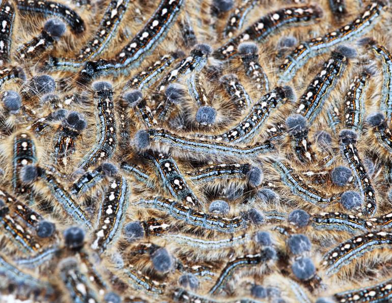  wcvm, western college of veterinary medicine, canadian veterinary journal, cardiac disease horses caterpillars, horse health studies, horse fast heart rate, horse really tired, horse swollen belly