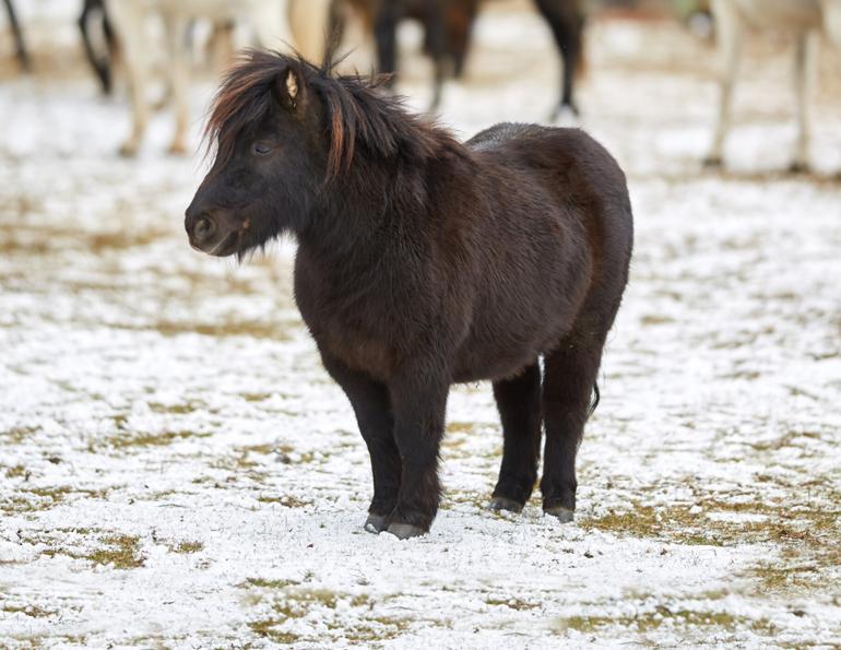 obese horses, obese pony, overweight pony, overweight horse, equine laminitis 
