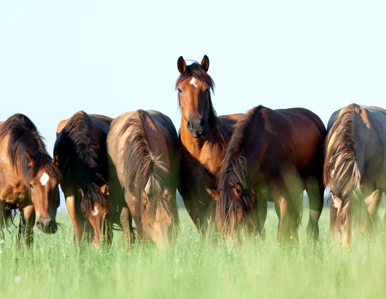 equine gastric ulcers horse, equine ulcers prevent horse ulcers, racehorse stress, horse getting too much exercise
