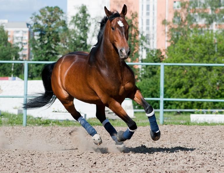 types of horse insurance, types of equine insurance, horse insurance, equine insurance, intercity insurance, capri insurance, equine liability, hayley kosolofski, horse breeding insurance, horse medical, horse surgery, equine surgery, stallion infertility, equine transport insurance 