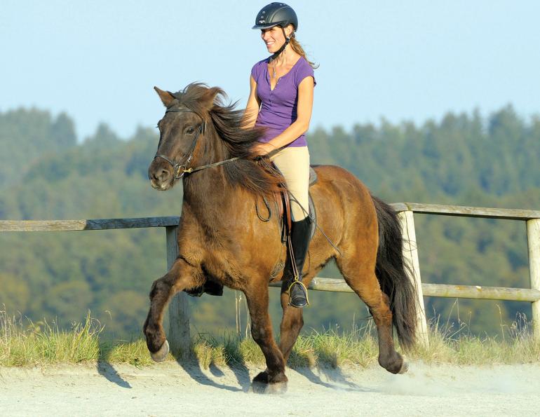 dressage for gaited horses, gaited horse training, Icelandic horse tölt, Tennessee Walker training, Foxtrotter gait issues, smooth gaits, horse soundness, equine biomechanics, dressage exercises, gait correction, North American horse owners