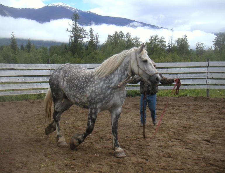 pushy trail horse, how to manage a stubborn horse, horse misbehaving on trail, stan walchuk