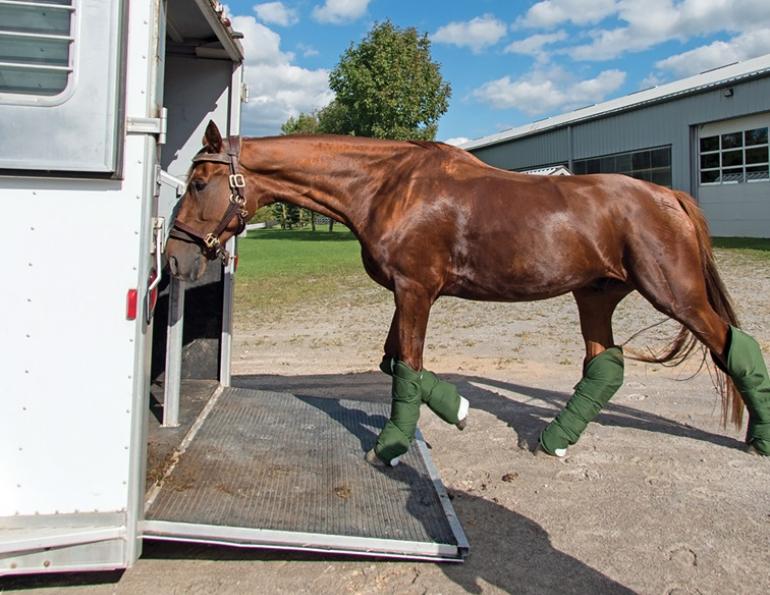 choosing a commercial transporter, how to transport a horse, commercial horse transporters canada, kevan garecki, transport for a special needs horse