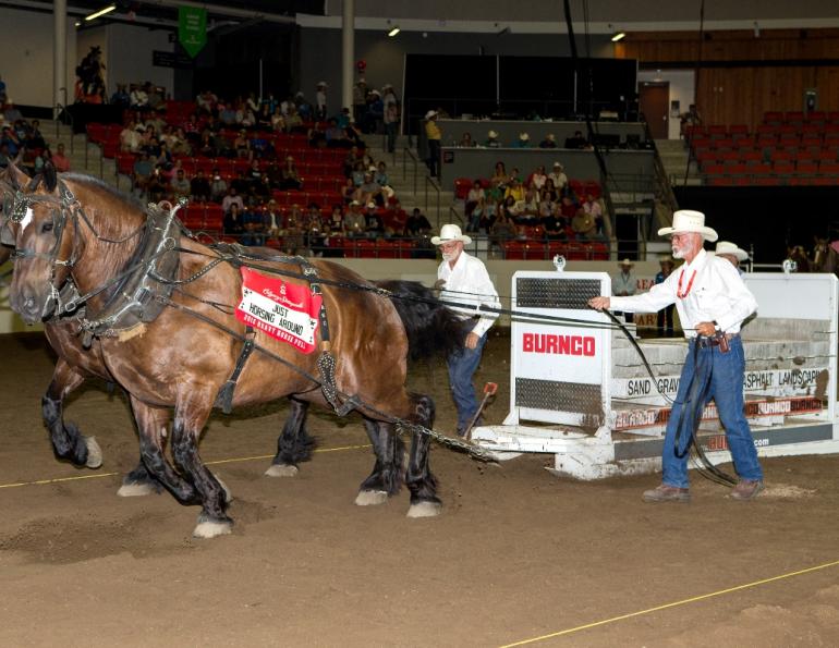 calgary stampede equine events, rodeo calgary stampede, heavy horse pull draft horses calgary stampede research faculty of veterinary medicine university of calgary dr renaud leguillette