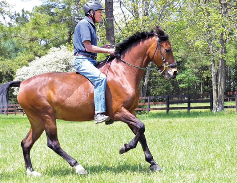 diquita cardinal cardinal ranch, denny emerson tamarack hill farm vermont, how to understand your horse, how to be a horse person, best horse trainers