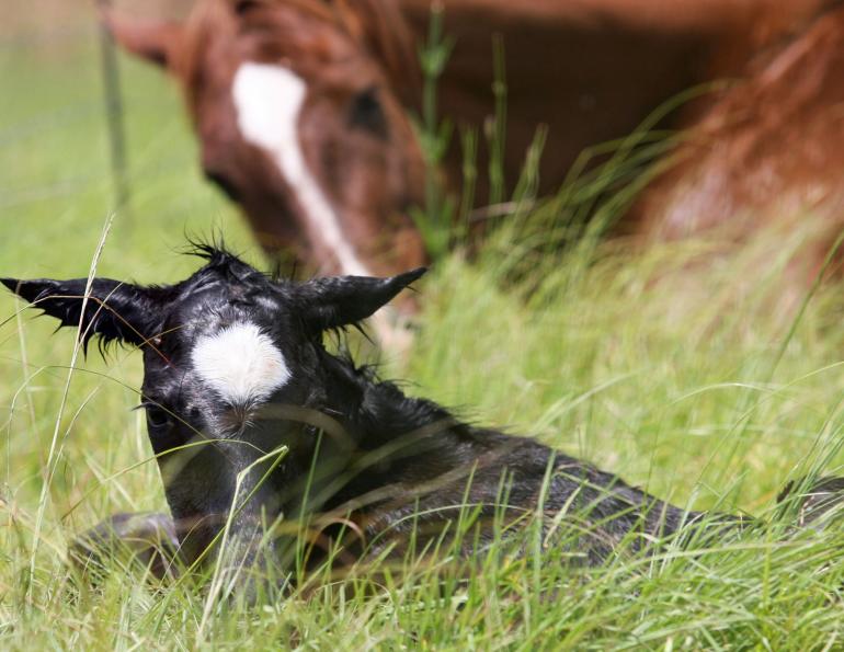 fragile foal system, breeds fragile foal system, deformities in foals, is my foal healthy, gene testing horses