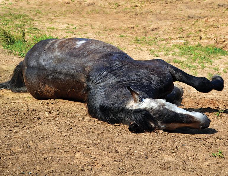 equine colic surgery, postoperative infections colic surgery horse, is equine colic surgery dangerous, dr mark andrews equine science update