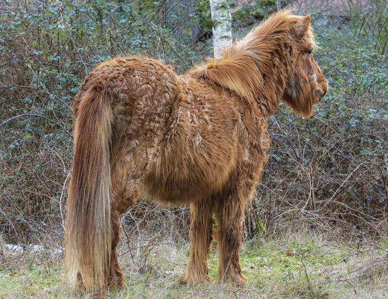 long-term response of equids with pituitary pars intermedia dysfunction to treatment with pergolide, treatment of ppid equine cushings disease