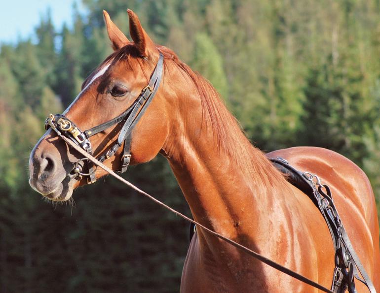 horse groundwork exercises, equine neuromuscular patterns, horse core strength training, groundwork for horses Canada, horse balance exercises, equine conditioning exercises, horse posture improvement, groundwork training horses, cavalletti exercises horse, longeing exercises horses, horse proprioception training, Canadian horse training tips, equestrian groundwork Canada, horse fitness exercises, Jec Ballou groundwork