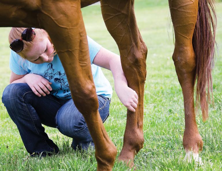 stem cell therapy horses, rehabilitating horses lameness, exercising lame horses, how to treat lameness in horses, mri on a horse, equine joint disease, ontario veterinary college