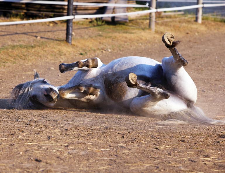 treathing thrush horses, preventing thrush horses, symptoms of horse thrush, anatomy of horse hoof, equine guelph 