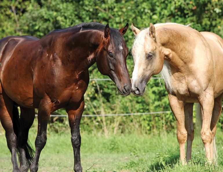 strangles, symptoms of strangles, strangles outbreak, treatment strangles, how to prevent strangles, signs of strangles, steps to contain strangles, s. equi infection