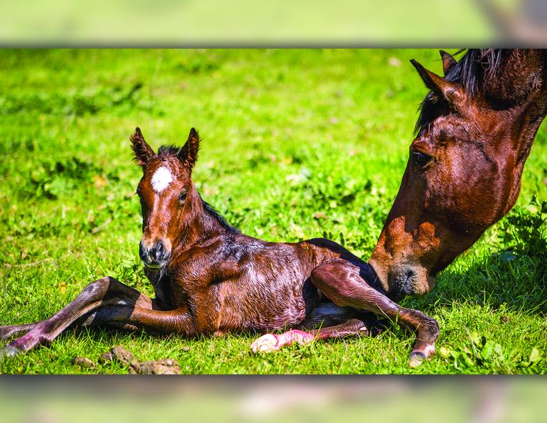 collect colostrum, how to collect colostrum for foal, colostrum from mare, orphaned foal