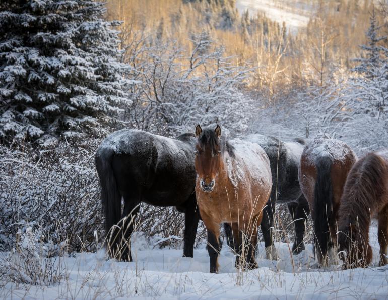wild horse nutrition, helping wild horses, feeding wild horses, hwac, horse welfare alliance of canada