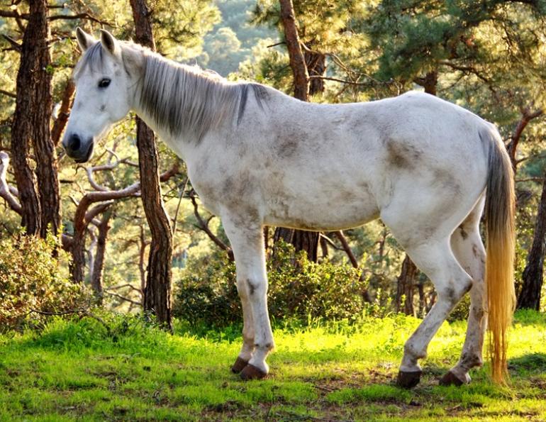 end-of-life horse care, prepare for death of horse, when to euthanize horse, should i put my horse down, how to tell if horse is in pain, ways to euthanize horse
