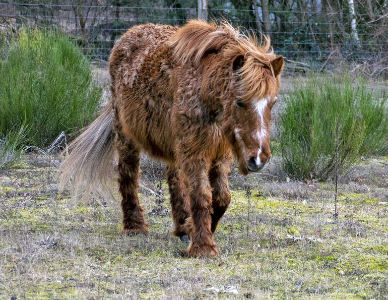 PPID horses, Cushing’s disease horses, Eleanor M Kellon VMD, horse parasites Canada, deworming horses Canada, fecal egg count horses, strongyles horses, ascarids horses, Parascarus equorum, horse health management, equine immune system, senior horse care, horse parasite control, Canadian horse industry, equine veterinary care