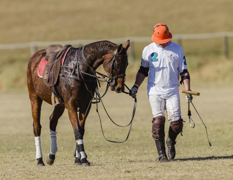 Equine Tying Up Syndrome, pssm, rer, polysaccharide storage myopathy recurrent exertional rhabdomyolysis Fabienne Uehlinger Western College of Veterinary Medicine WCVM